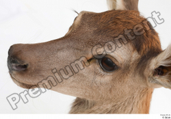 Head Deer Animal photo references